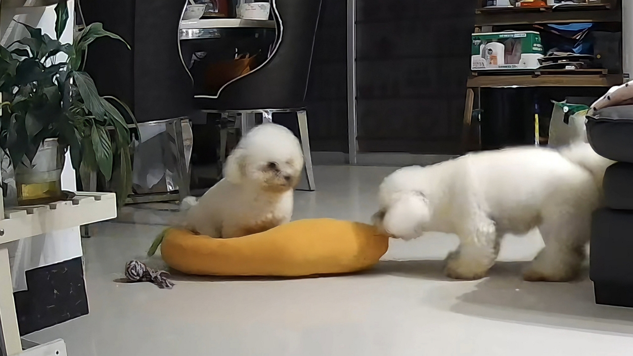 Video thumbnail for Small Dog Pulls Plush Carrot with Another Dog Riding Along