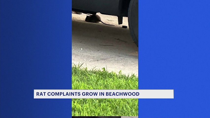 Video thumbnail for Rat sightings in Beachwood prompt action and awareness from borough