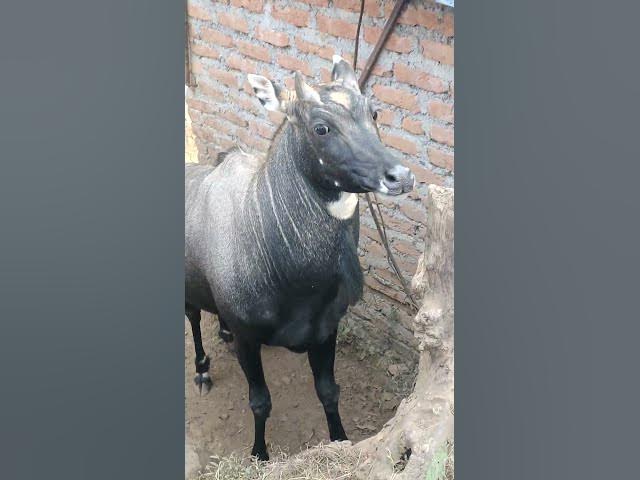 Video thumbnail for Dangerous Forest Animals 😱🌲