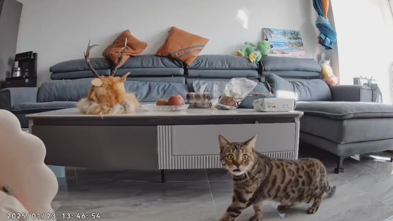 Video thumbnail for Cat Responds to Owner's Voice from Security Camera