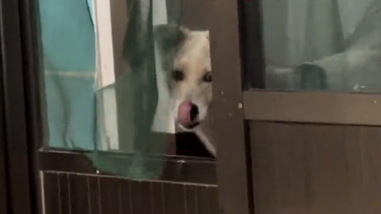 Video thumbnail for China: Chinese dog opens door through broken screen.