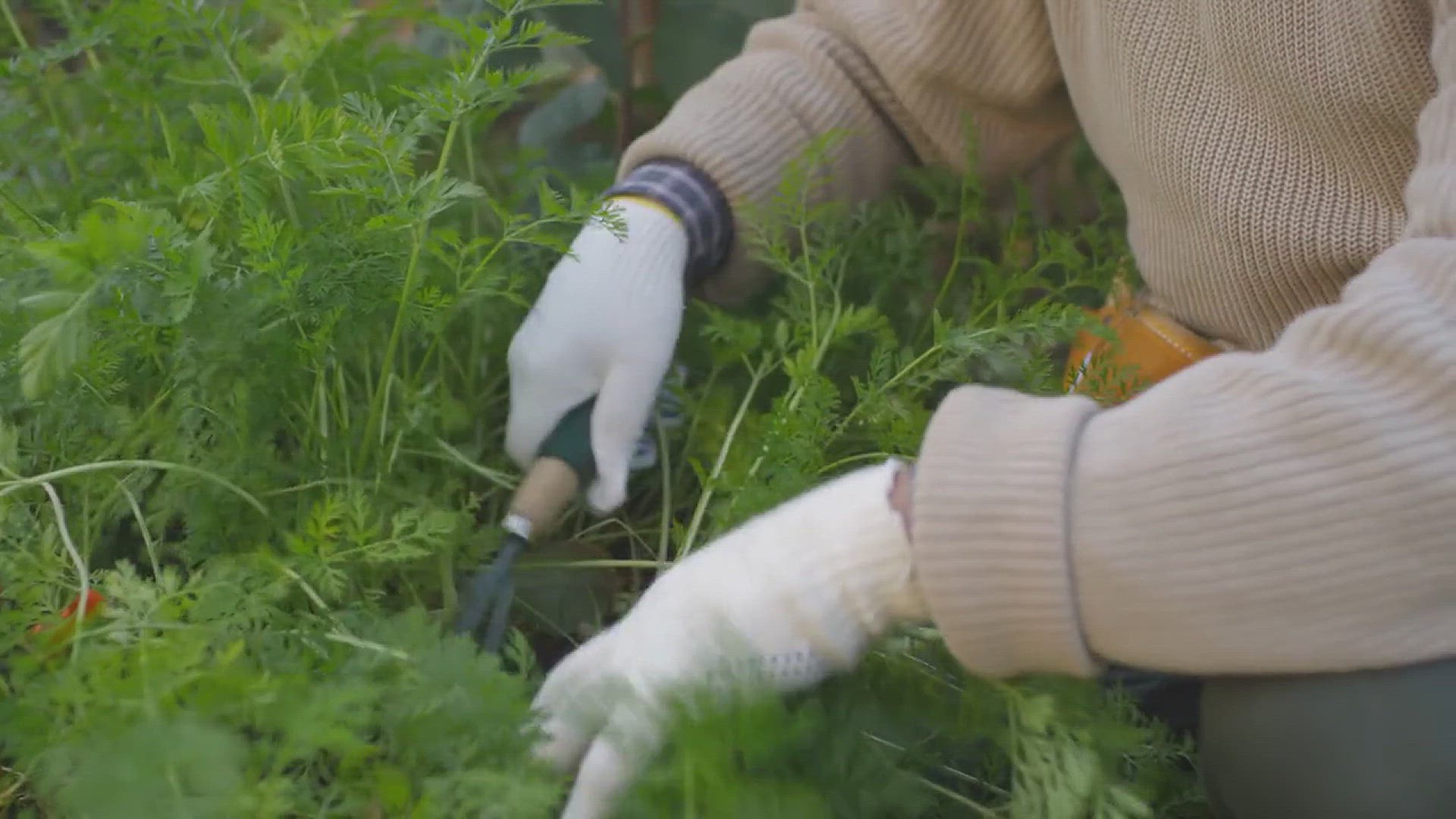 'Video thumbnail for How to Grow Spotted Laurel in Your Garden'