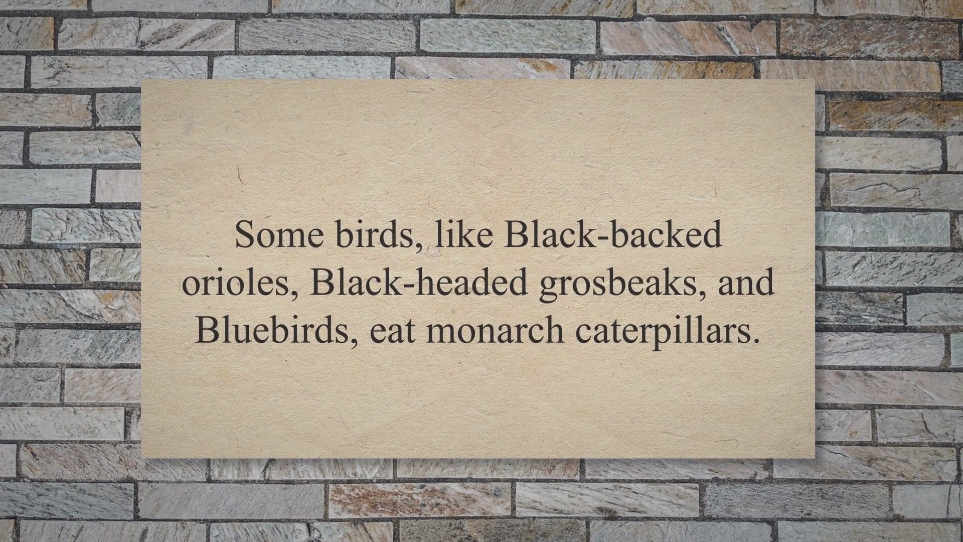 Video thumbnail for Birds that eat monarch