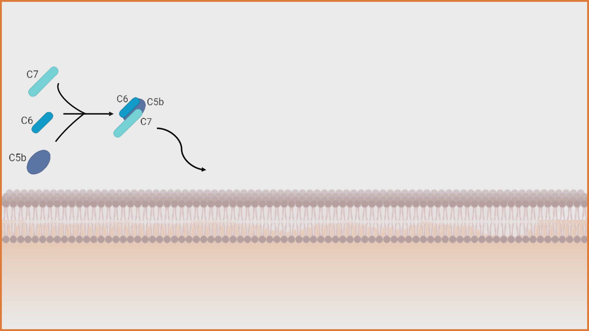 'Video thumbnail for Formation of the Membrane Attack Complex (MAC) Animation'