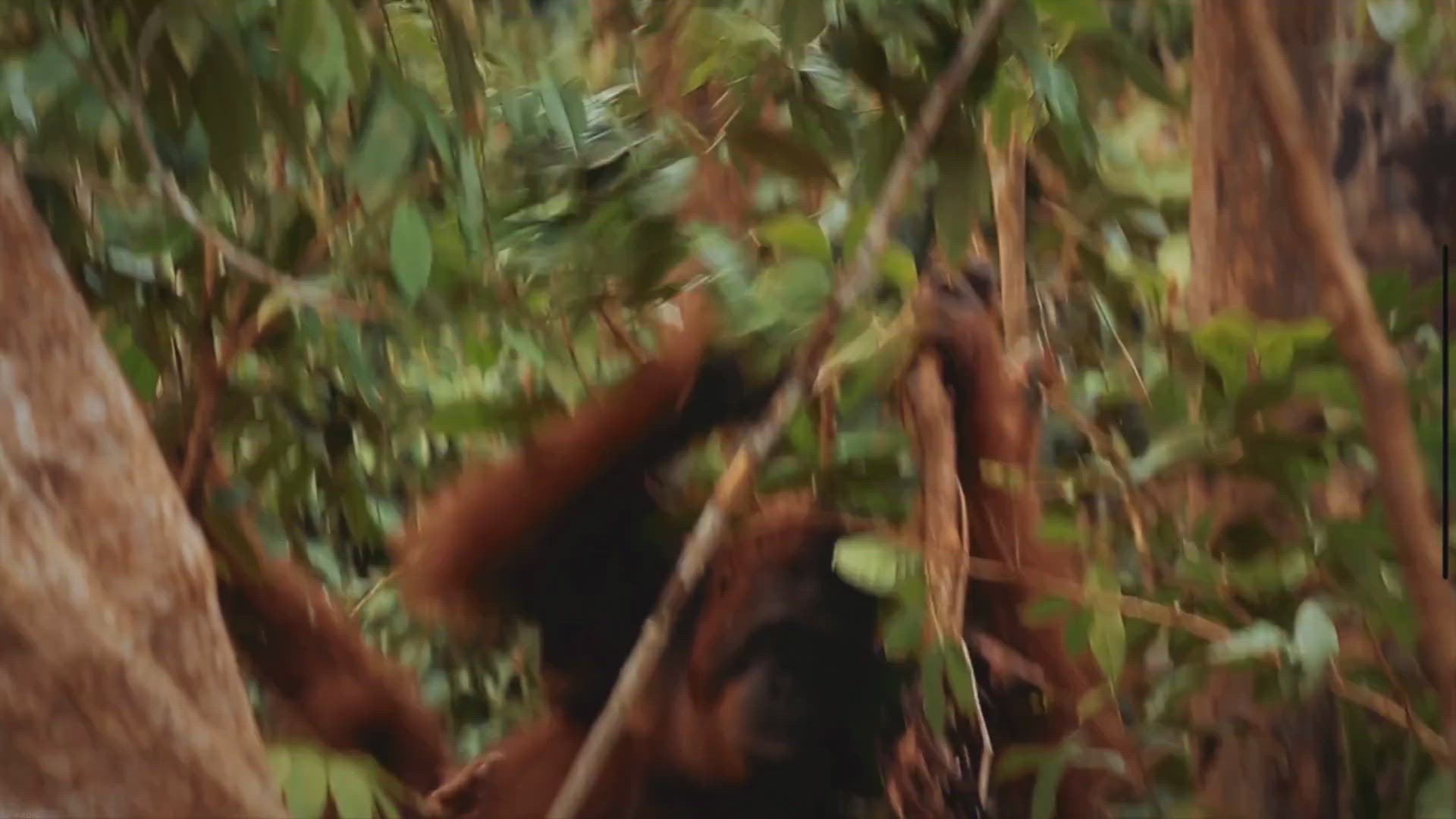 Video thumbnail for The Intelligent Trio: Exploring the Three Species of Orangutans in Indonesia, Known as the Smartest Primates on Earth