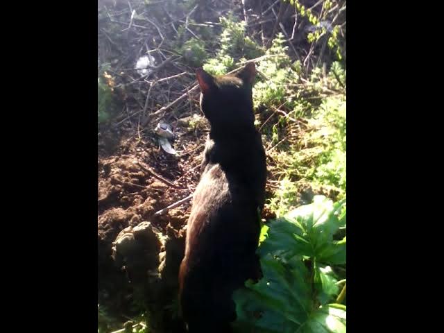 Video thumbnail for Our many cats