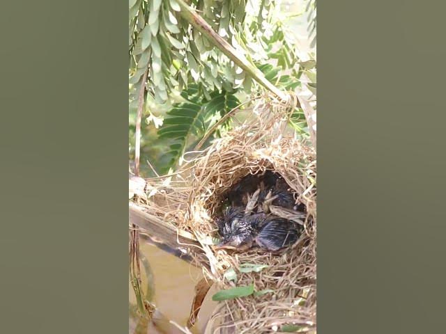 Video thumbnail for wild small baby birds (EP-44)  #birds #nature #birdfeeding #birdwatching