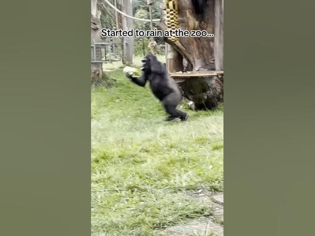 Video thumbnail for you're welcome. #londonzoo #zsllondonzoo #fy #fyp #foryou #fypage #foryoupage #foryourpage