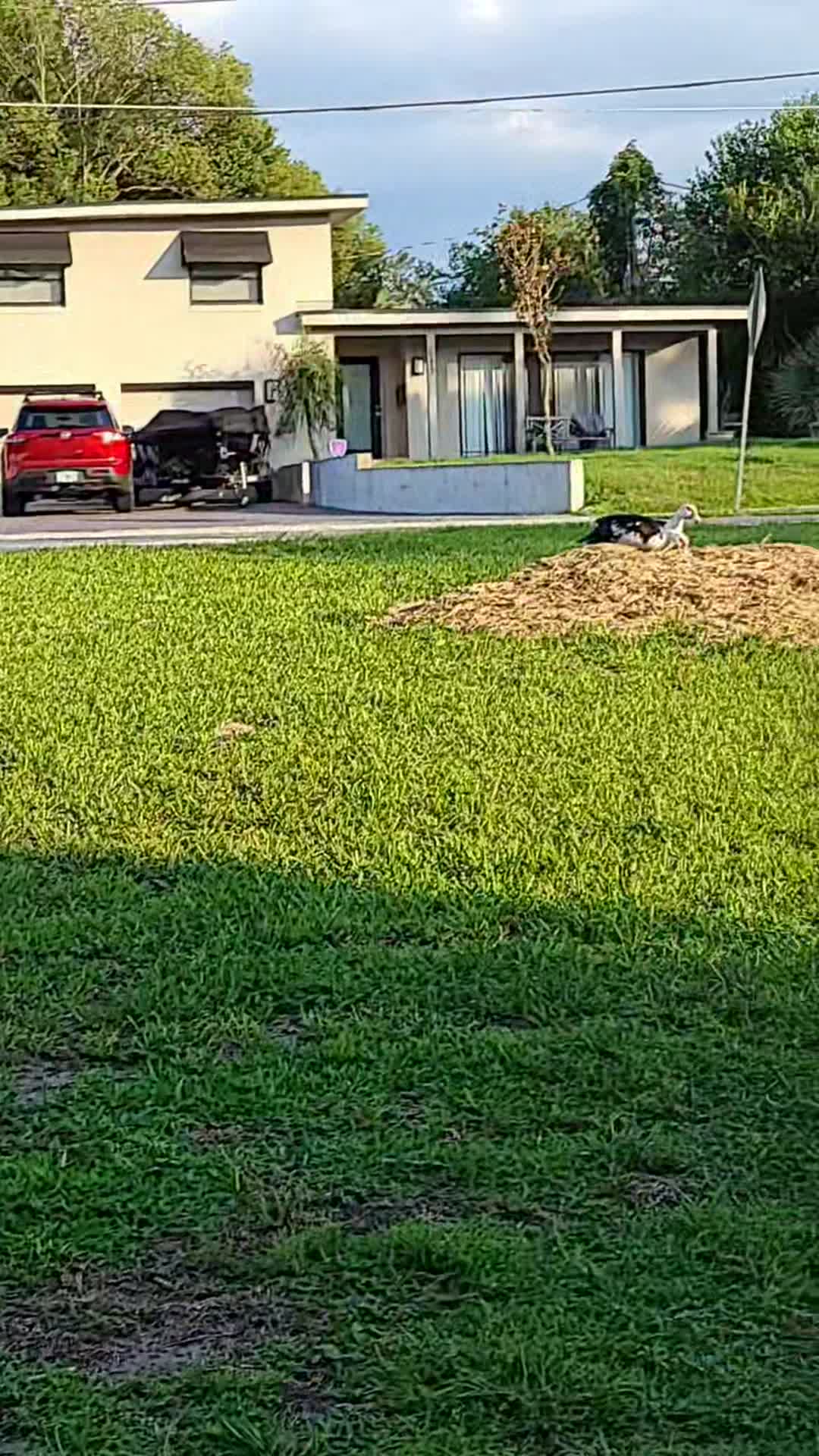 Video thumbnail for Ducks Geese and Birds.mp4