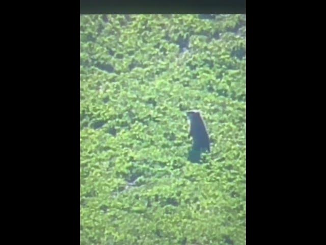 Video thumbnail for Woodchuck close miss with 6.5 creedmoor at 454 yards