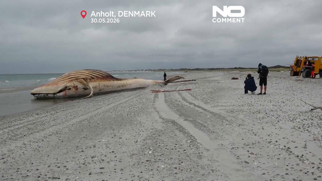 Video thumbnail for ‘Timmy’ the humpback whale hauled ashore on Danish island
