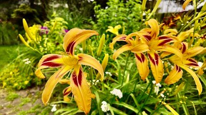 Video thumbnail for GARDEN GUIDE: How to Grow Daylilies that bloom all summer long
