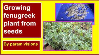 'Video thumbnail for Growing fenugreek plant from seeds/How to grow fenugreek plant at home'