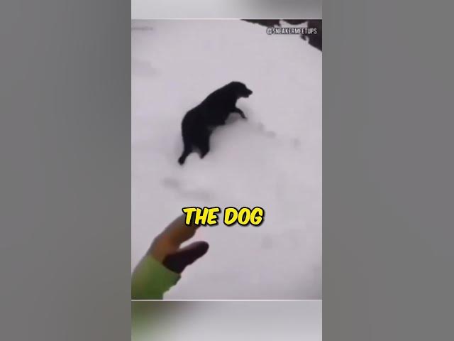 Rescuing a Lost Dog 🐶❤️: A Heartwarming Tale of Hope and Redemption