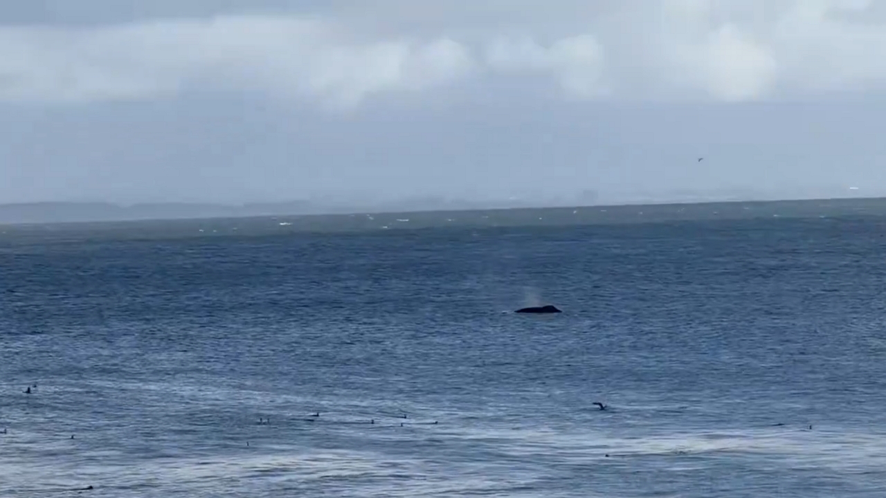 Video thumbnail for Humpback Whales Surfacing Near Santa Cruz Shore