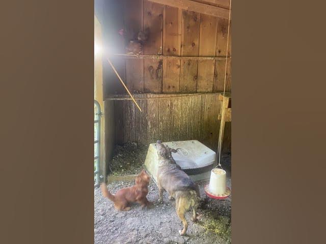 Video thumbnail for GIVE EM HELL! #dog #dogs #chickens #dogshorts