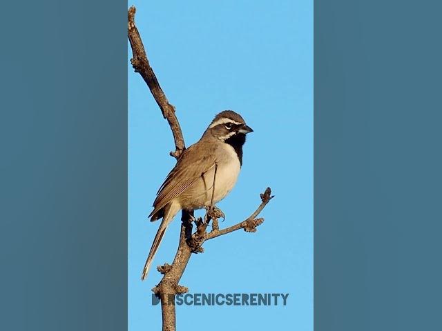 Video thumbnail for Black-throated sparrow