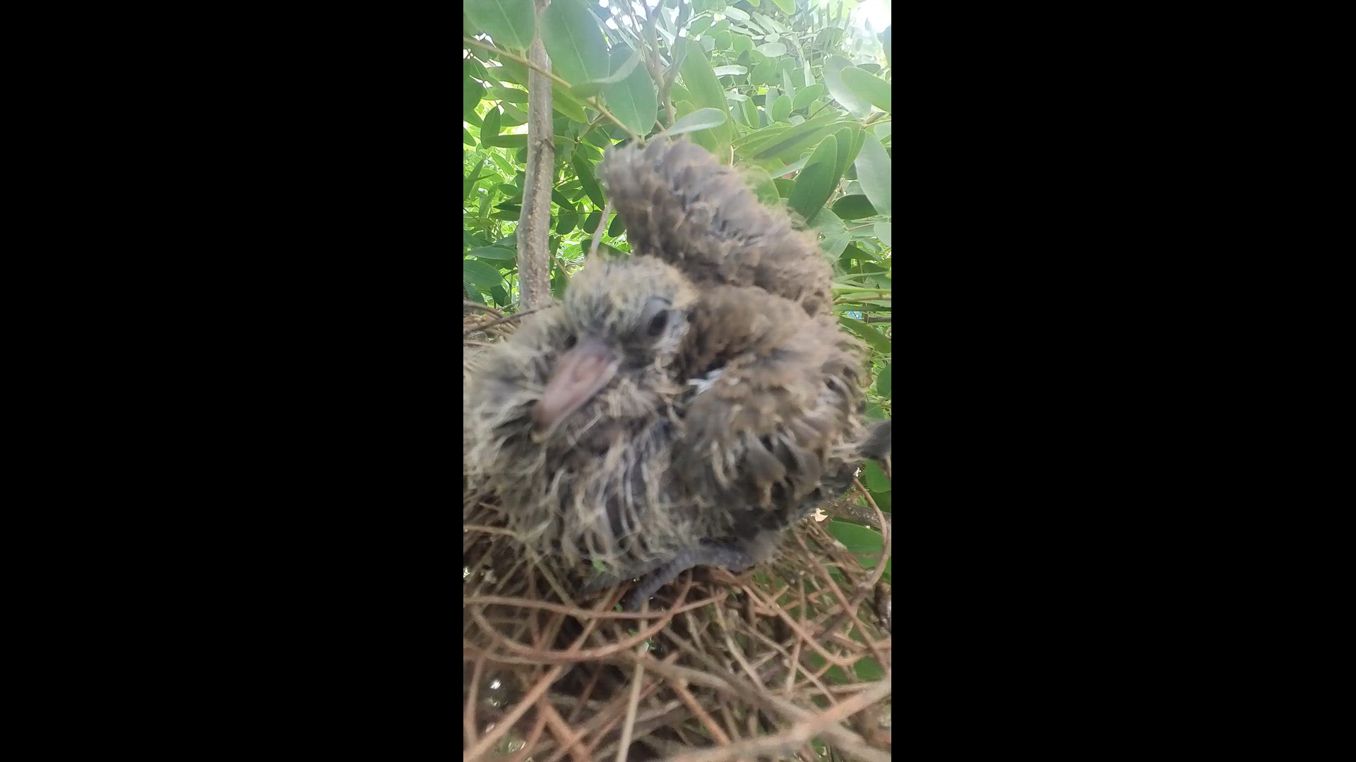 'Video thumbnail for Big baby dove on nest #babybird #dove #dovebird #nestbird #shortbird #nestdove #birdeat #birdfeed'