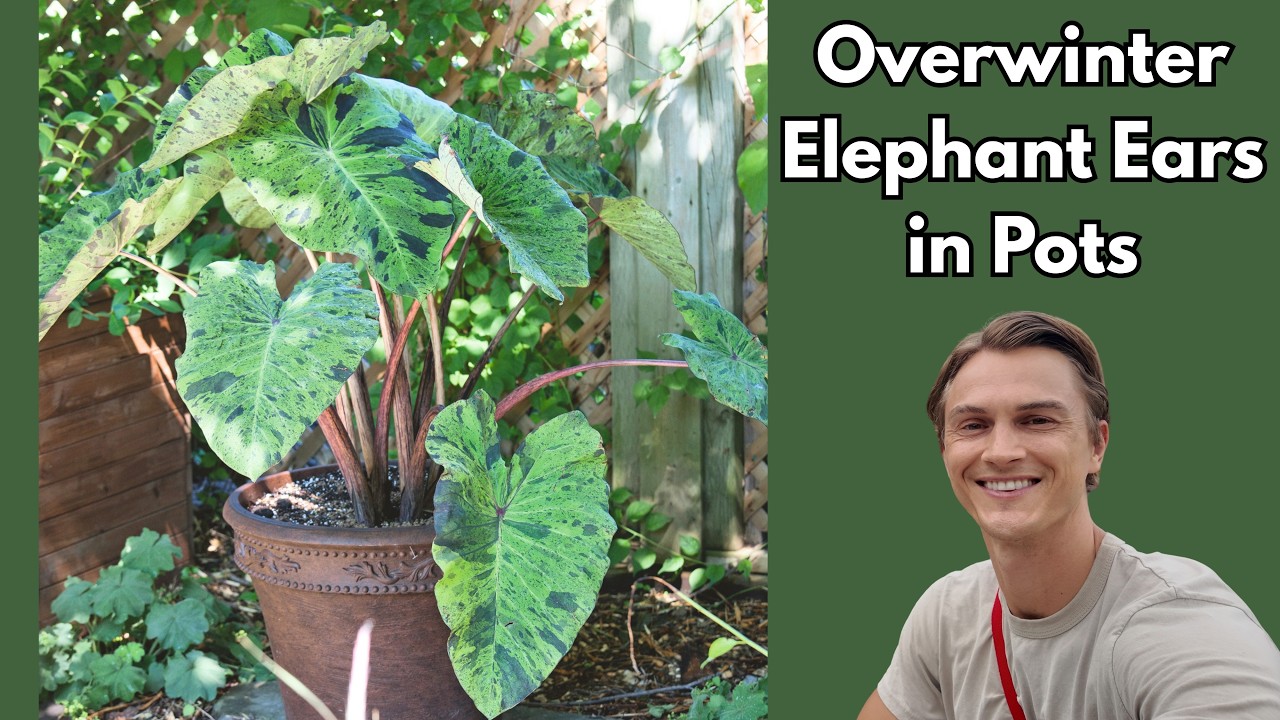 Video thumbnail for ELEPHANT EAR (Colocasia) - How to Overwinter Plants - Easy Method
