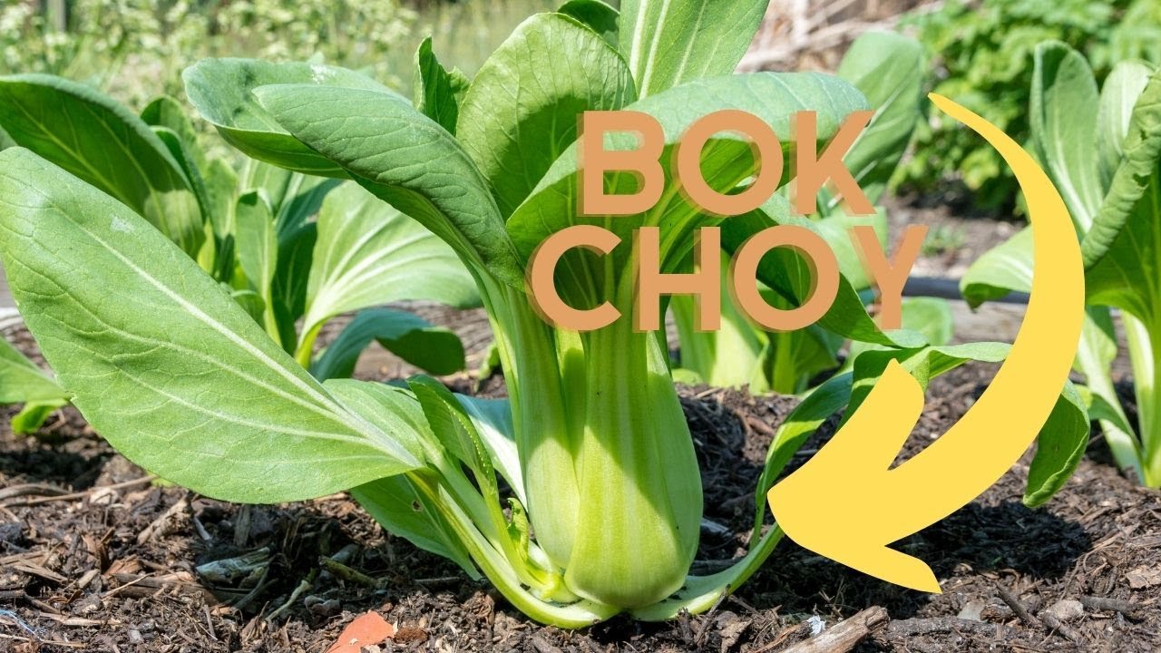 Video thumbnail for Say Goodbye to Pests with These 12 Bok Choy Companion Plants
