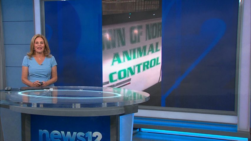 Video thumbnail for Investigation underway after dogs removed from Manorhaven building