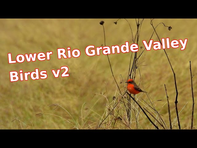 Video thumbnail for Lower Rio Grande Valley Wild Birds v2