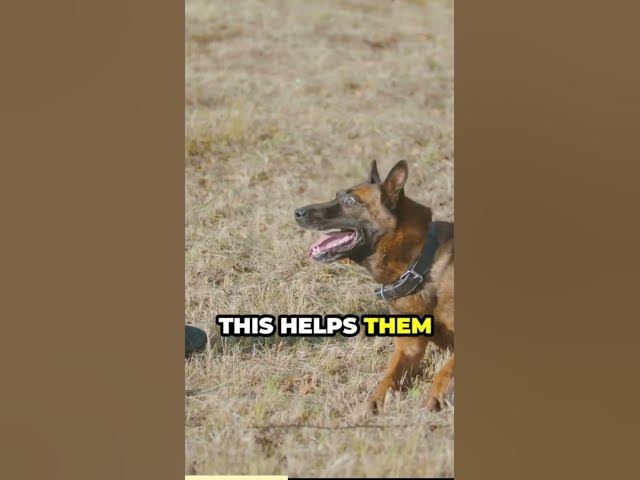 Video thumbnail for The World of Paws German Shepherds