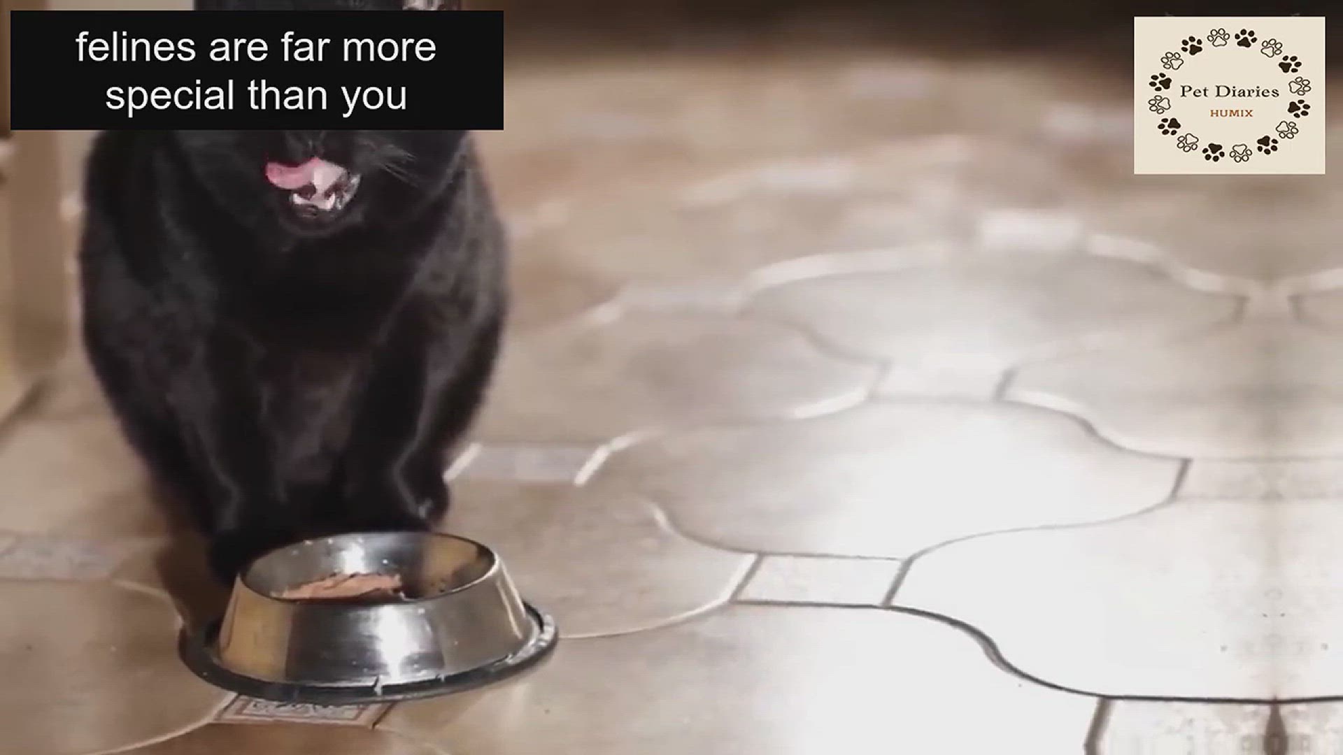 'Video thumbnail for Black Cats 11 Surprising Facts You Need to Know'