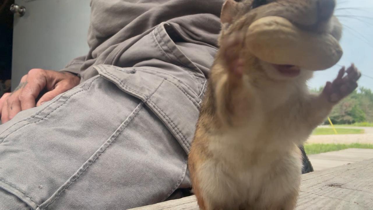 Video thumbnail for Pickpocket Chipmunk
