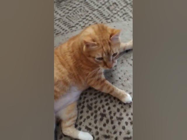 Video thumbnail for Oh no out of treats!!! #cat #cats #love #bond #catvideos #catperson