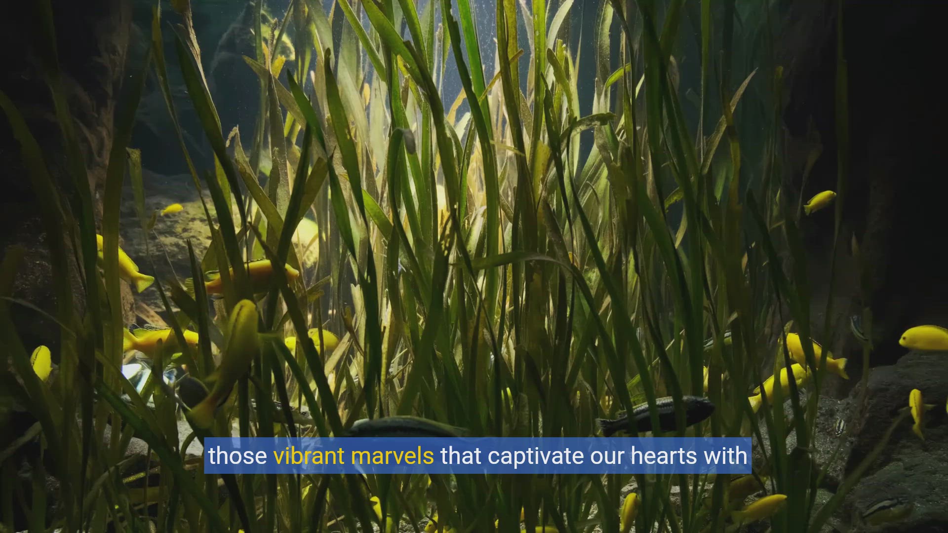 'Video thumbnail for Ultimate Betta Fish Care Guide: From Tank Setup to Happy, Healthy Pet'