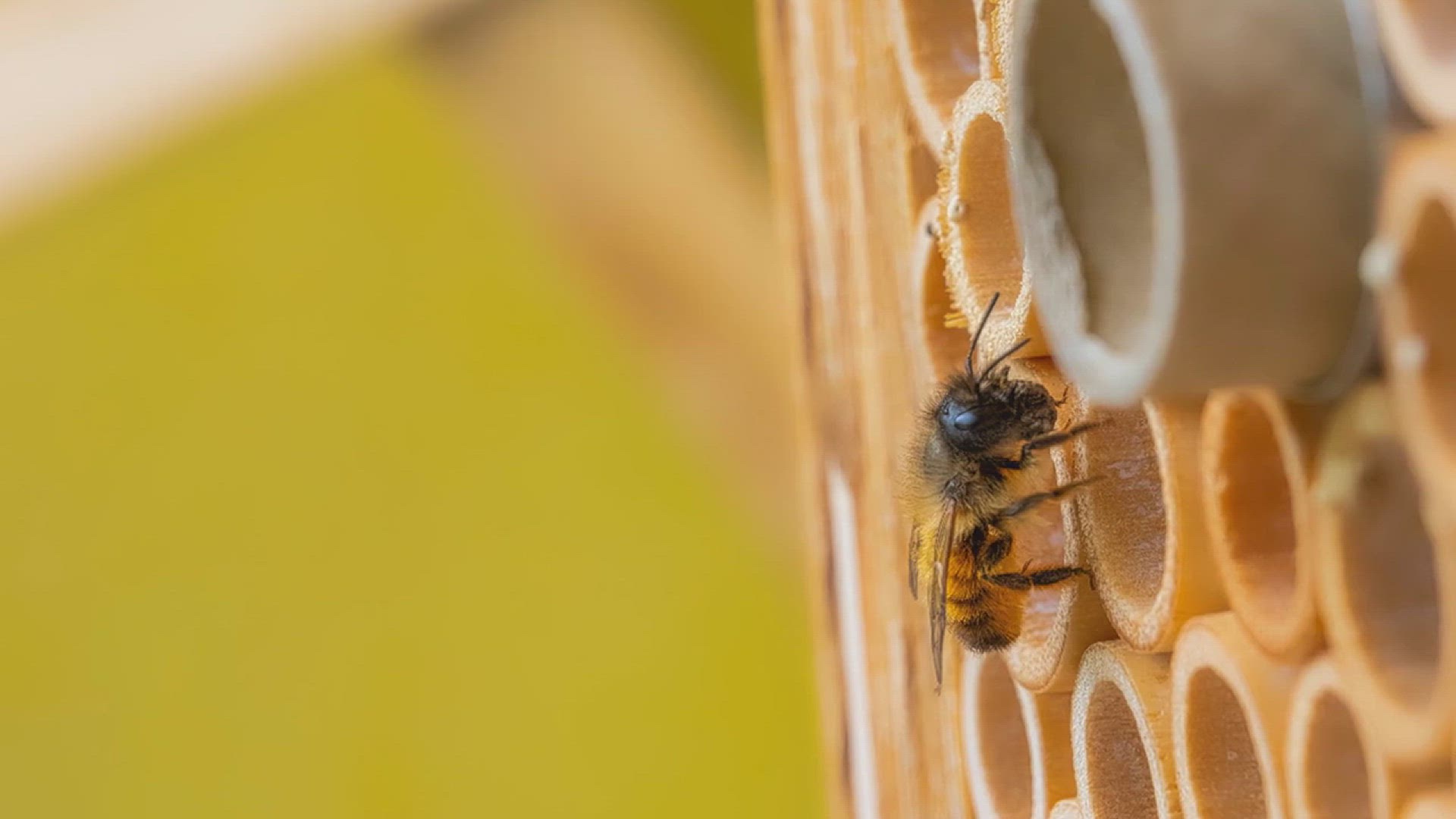 'Video thumbnail for Bees House Ideas'