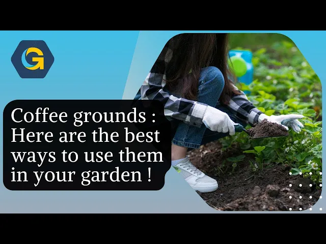 Video thumbnail for Coffee grounds : Here are the best ways to use them in your garden !