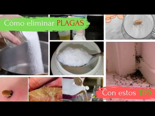 Video thumbnail for Elimina pulgas, garrapatas, termitas, polillas, cucarachas con estas mezclas caseras