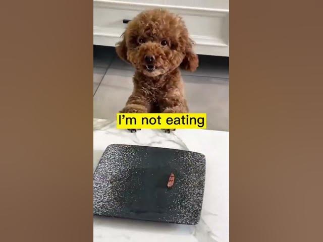 Video thumbnail for can't stop laughing 🤣🤣🤣