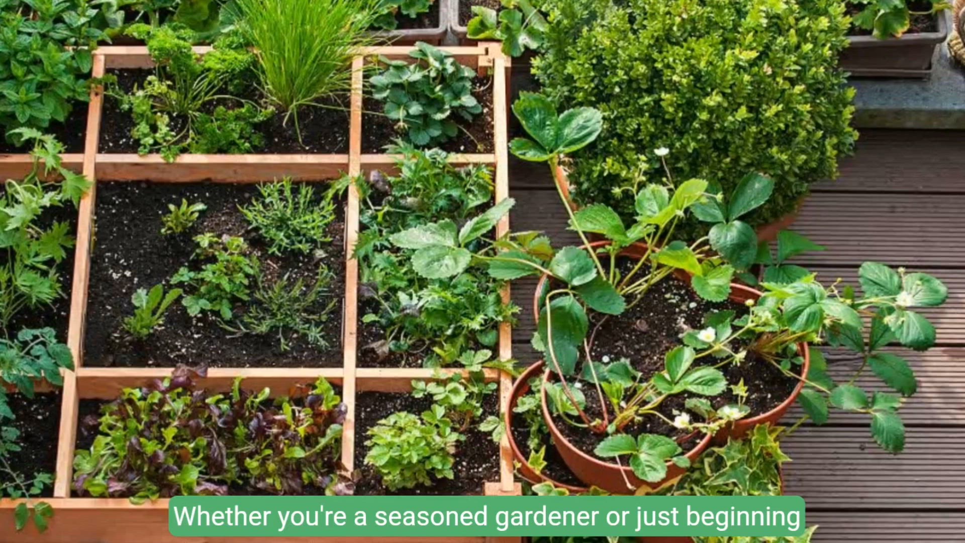 Video thumbnail for Gardening Ideas for a Christmas Evening