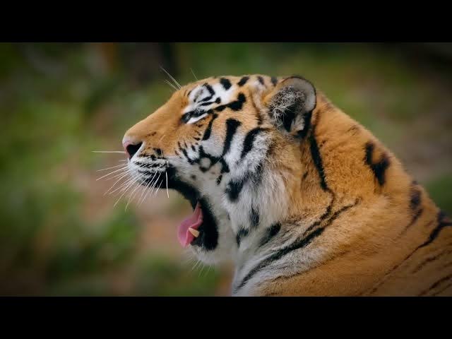 Video thumbnail for How Tiger Conservation Can Help Save Other Endangered Species