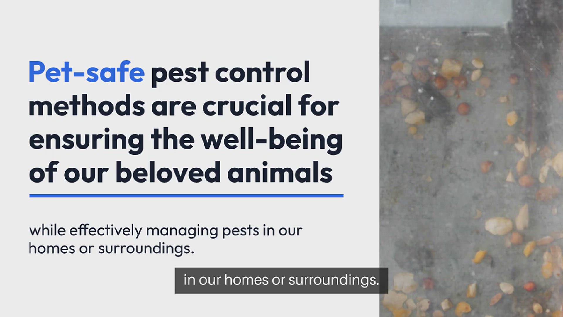 Video thumbnail for Pet-Safe Pest Control Methods