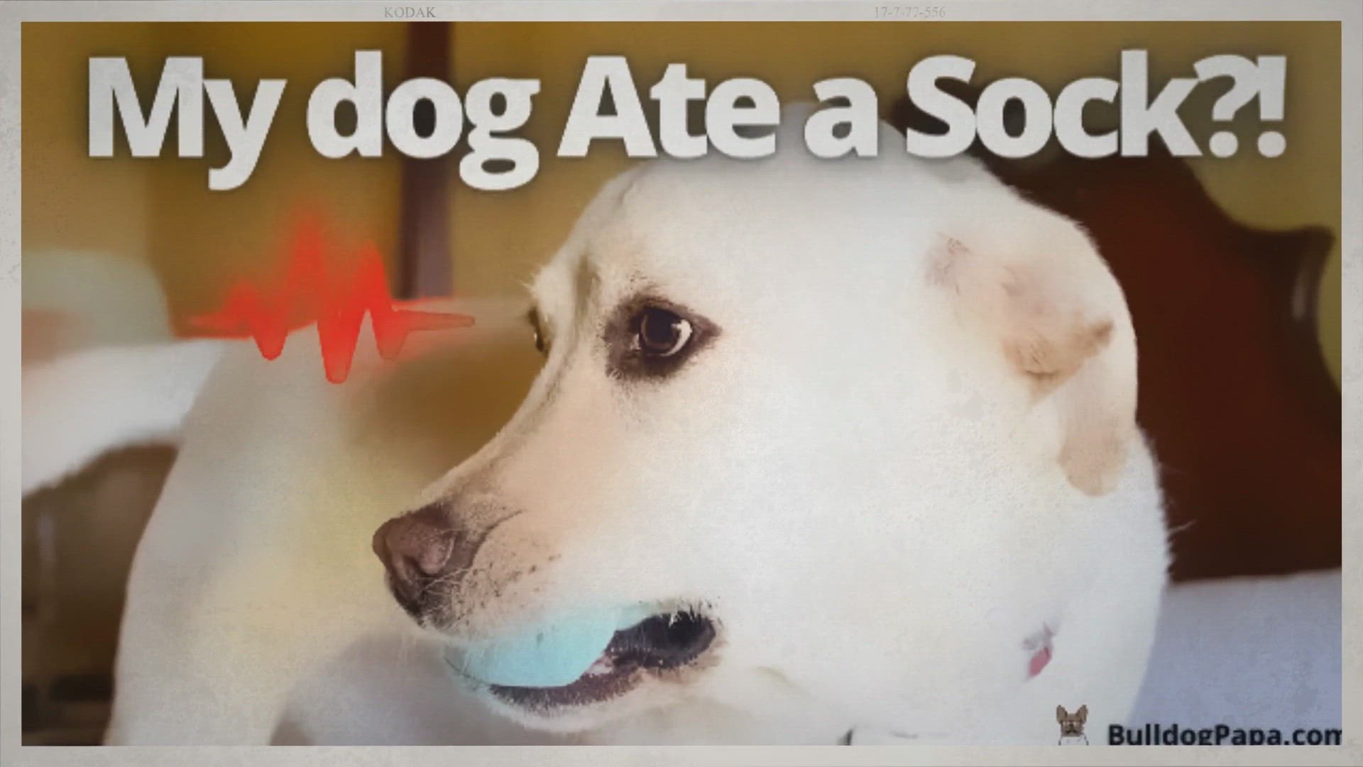 Video thumbnail for My Dog Ate A Sock But Is Acting Normal