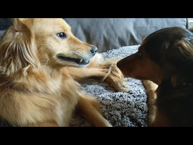 'Video thumbnail for Two Dogs Bickering And Showing Teeth'