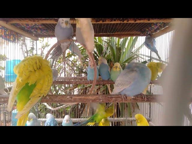 Video thumbnail for 🕊 “Momento Zen na floresta – periquitos em pura harmonia 🎶”