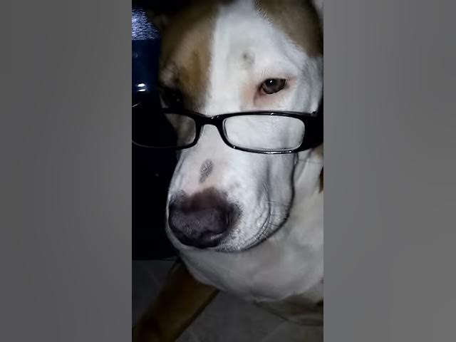 Video thumbnail for Best laid back teacher.Hazel the dog