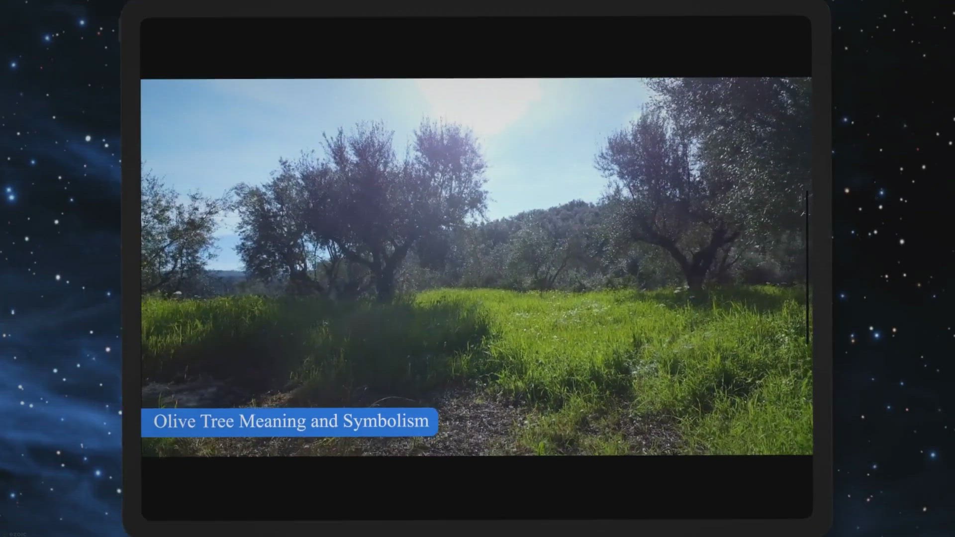 'Video thumbnail for Olive Tree Meaning and Symbolism'