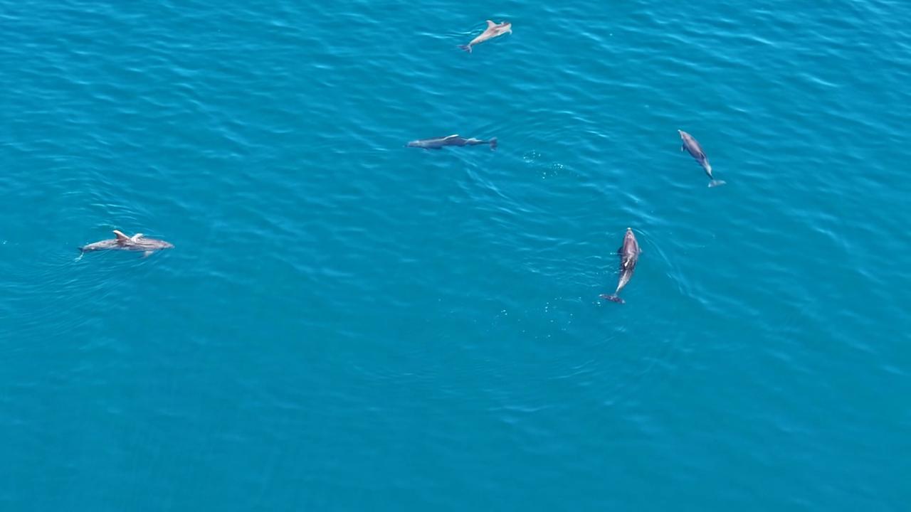 Video thumbnail for Türkiye: Heartwarming moments as playfull dolphins delight off Türkiye's northern coast.