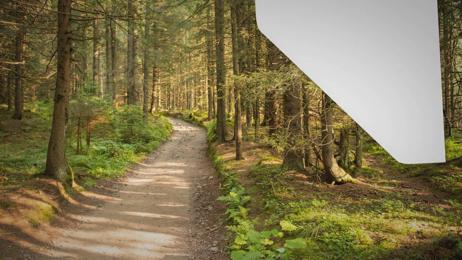 Video thumbnail for 15 Predators That Keep Monkey Populations in Check