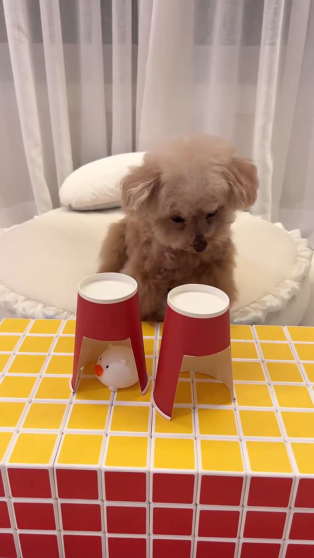 Video thumbnail for 속임수를 간파한 강아지의 반응 #미소아라티티