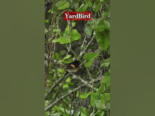 Video thumbnail for Animated Sparkling