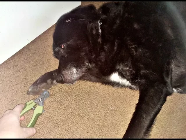 'Video thumbnail for Easy Dog Nail Clipping Tips: How I Trim Dog Nails While He Sleeps!'