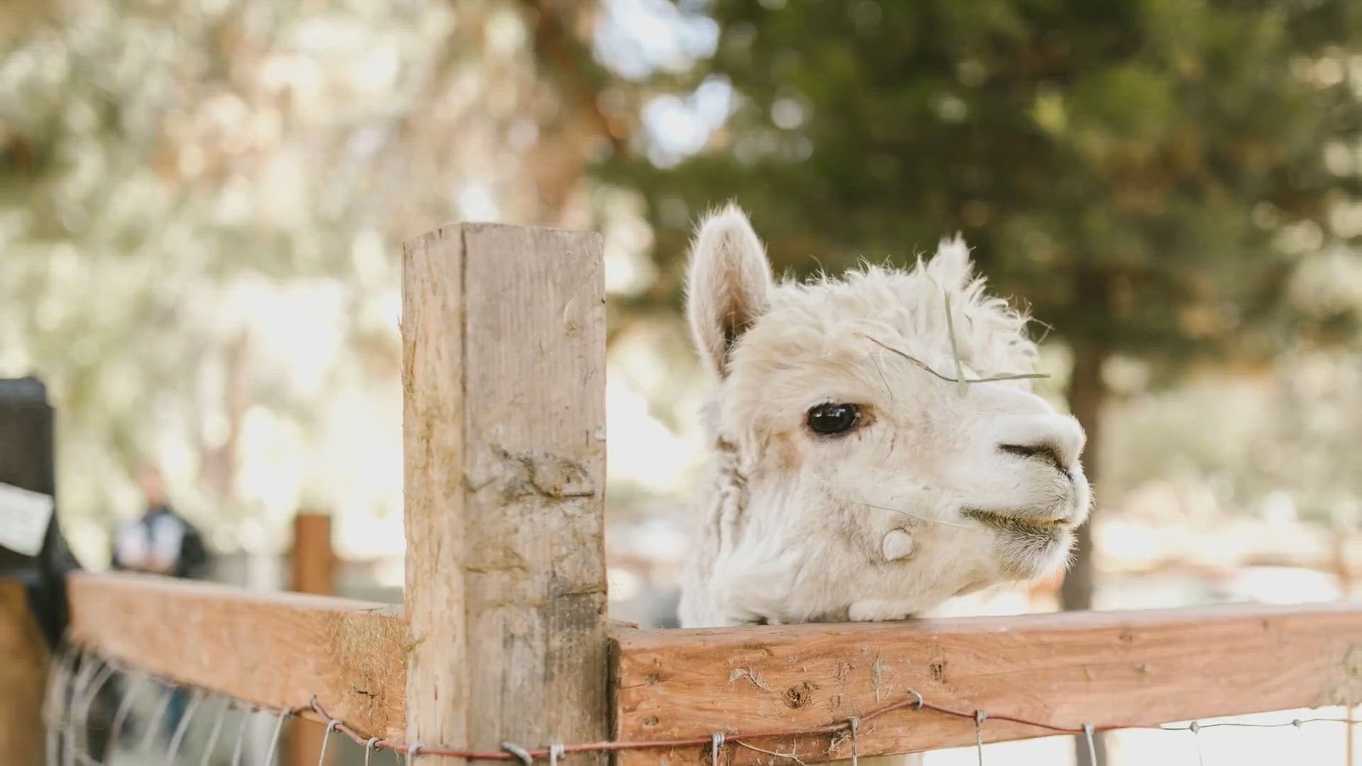 Video thumbnail for Whats The Difference Between Llamas and Alpacas