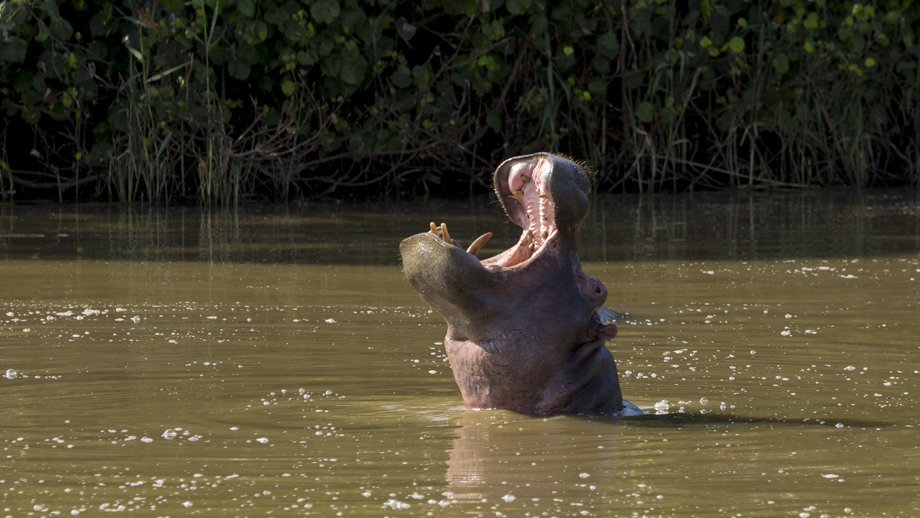 'Video thumbnail for Hippo-Tour bei Saint Lucia | Südafrika'